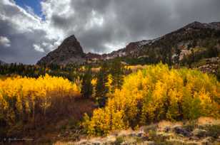Aspens on Tioga Pass-8899 Aspens on Tioga Pass-8899